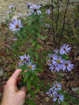 Image of aromatic aster