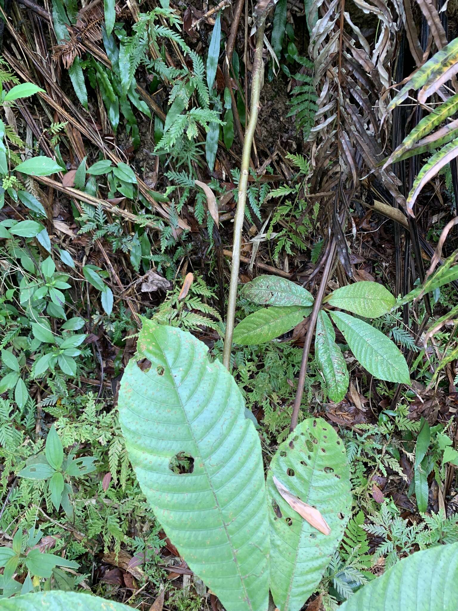 Image de Saurauia tristyla DC.