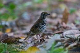 Image of Spot-winged Thrush