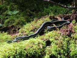 Image of Thamnophis sirtalis pickeringii (Baird & Girard 1853)