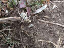 Image of saddle-backed bush-cricket