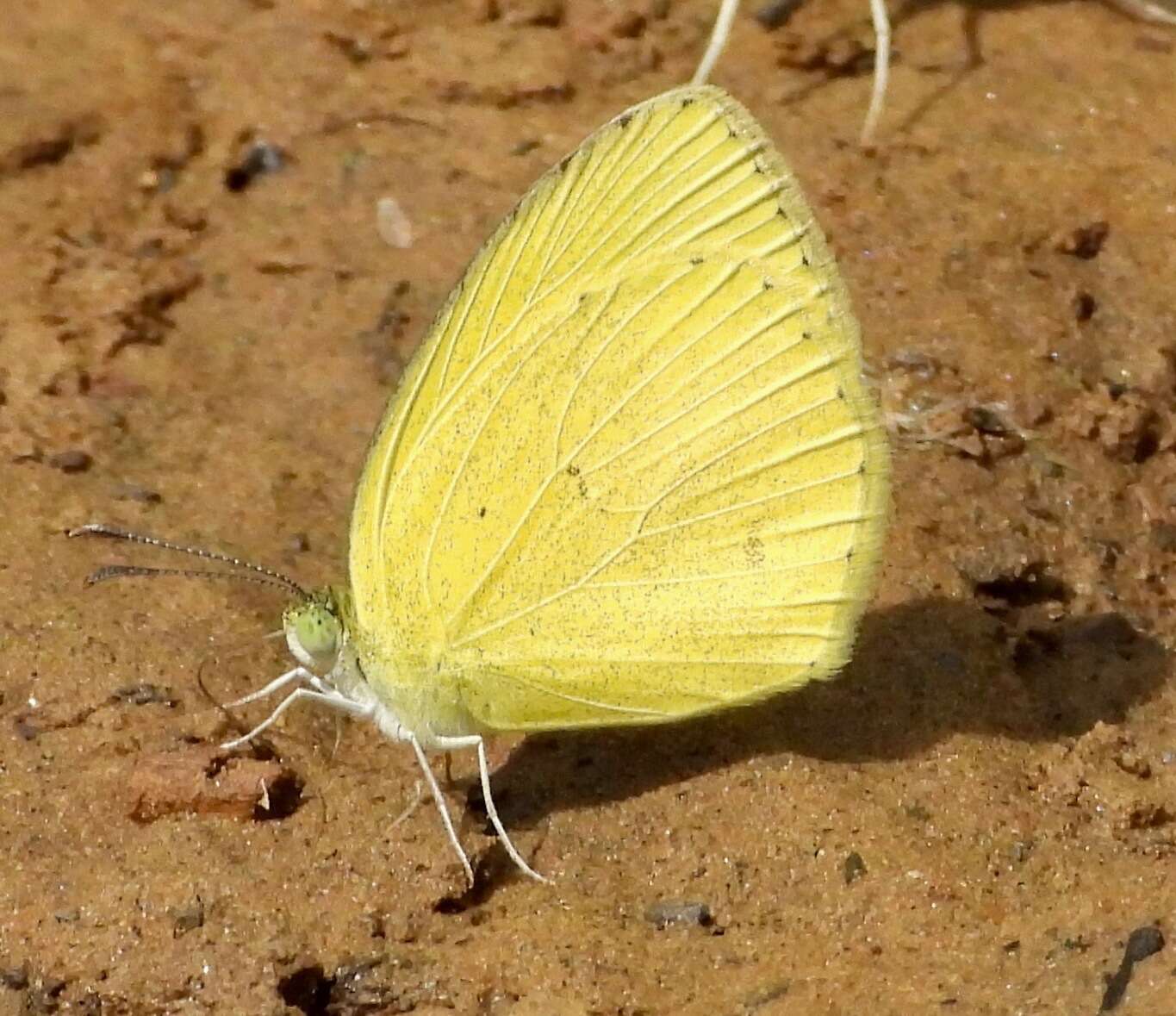 Image of Spotless Grass Yellow