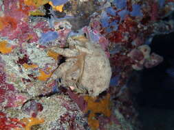 Image of Linnaeus's sponge crab