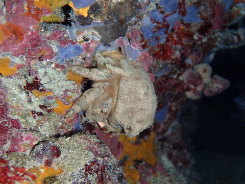 Image of Linnaeus's sponge crab