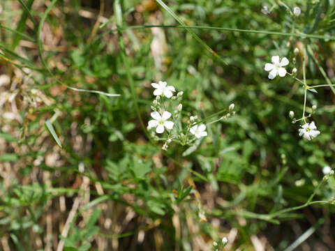 Слика од Gypsophila repens L.