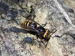 Image of <i>Vespa crabro flavofasciata</i>