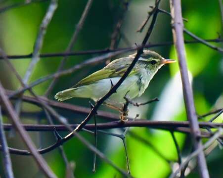 Image of Eastern Crowned Leaf Warbler