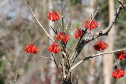 Image of Erythrina ulei Harms