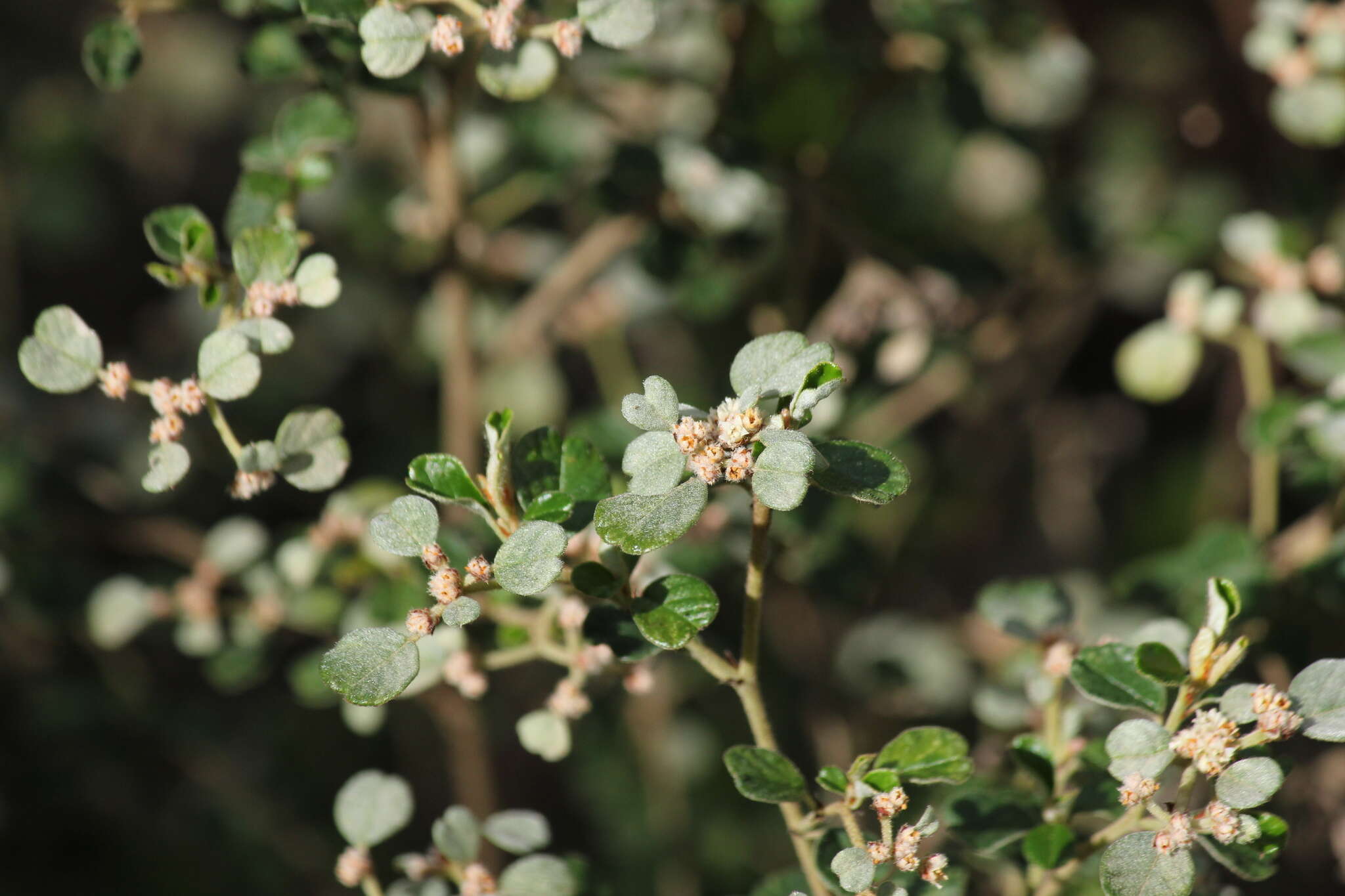 Image of Cryptandra parvifolia (Hook.) Hook. fil.