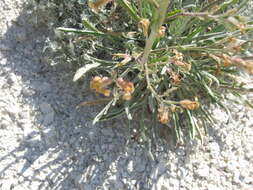 Image of Matthiola fragrans (Fisch.) Bunge