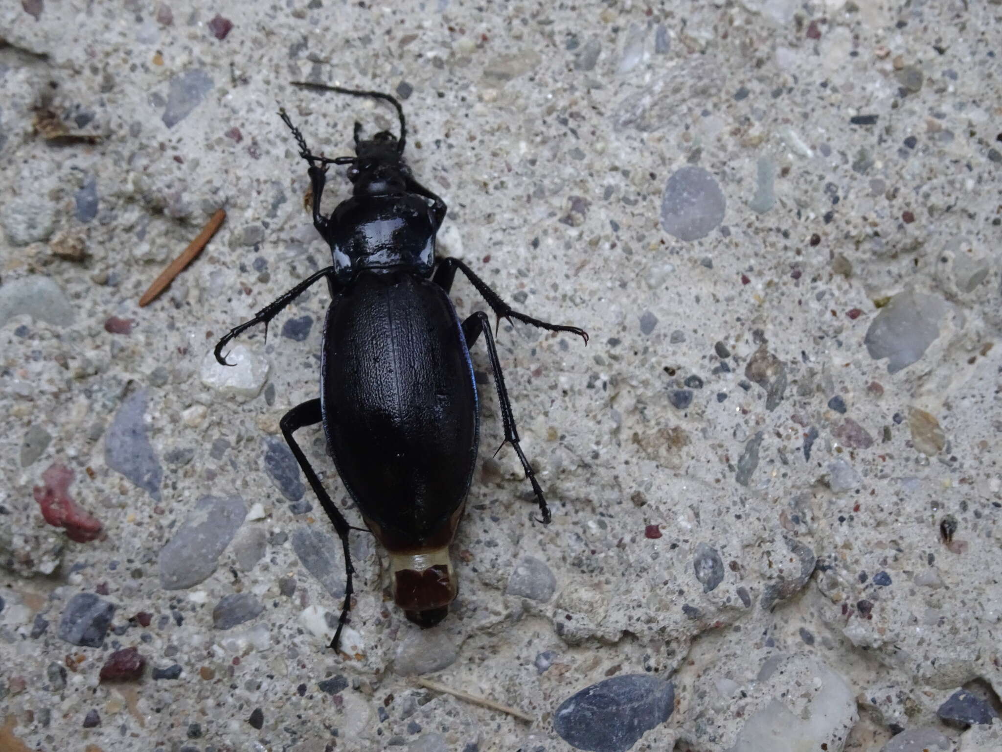 Слика од Carabus (Megodontus) germarii Sturm 1815