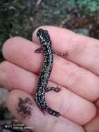 Image of Cumberland Plateau Salamander