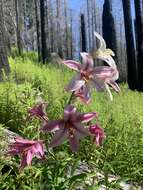 Image of Cascade lily