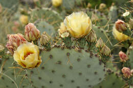 Opuntia azurea var. discolor的圖片