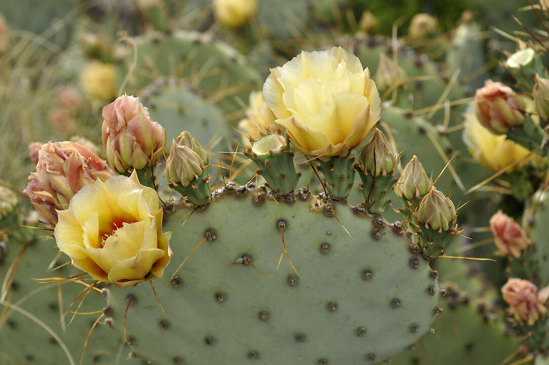 Opuntia azurea var. discolor的圖片