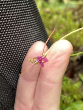 Image de Porroglossum amethystinum (Rchb. fil.) Garay