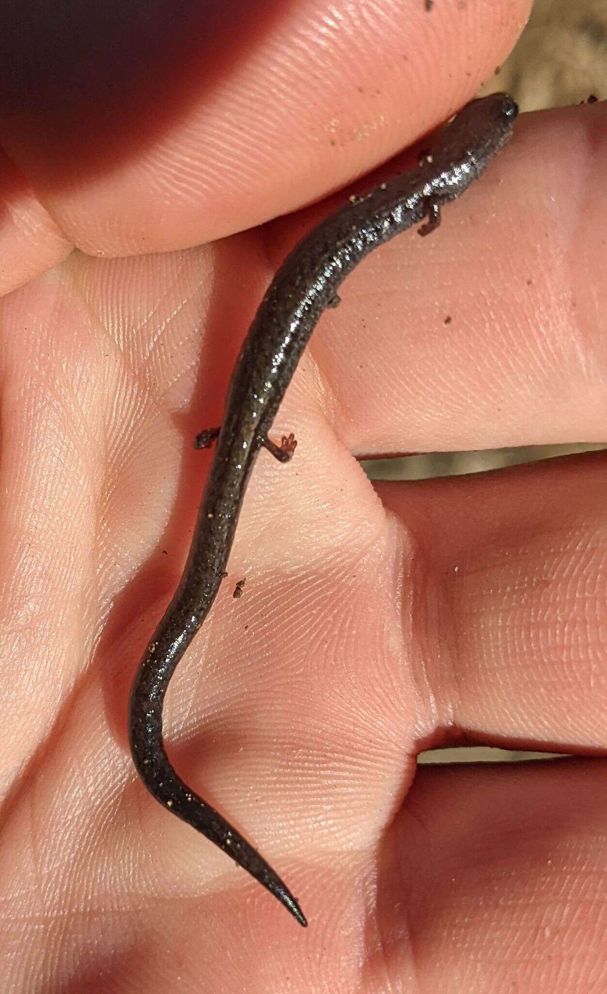Image of San Simeon Slender Salamander