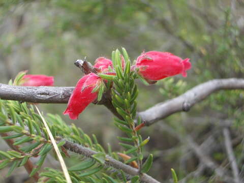 Image of Erica oatesii var. oatesii