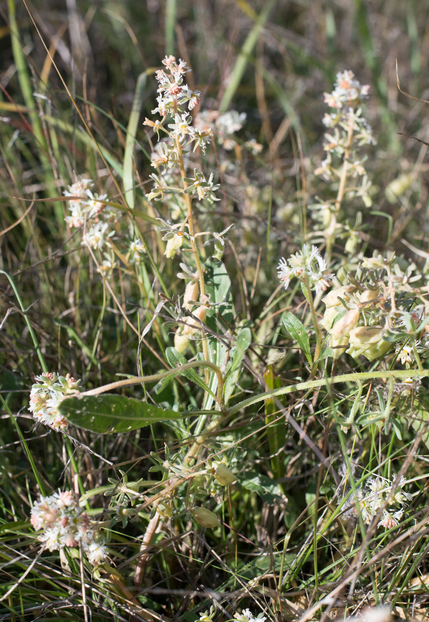 Image of rampion mignonette