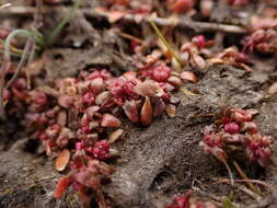 Image of Elatine gratioloides Cunn.