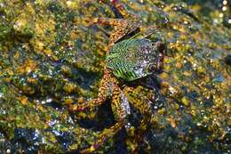 Image of Shore crab