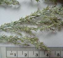 Image of Calamagrostis canadensis (Michx.) P. Beauv.