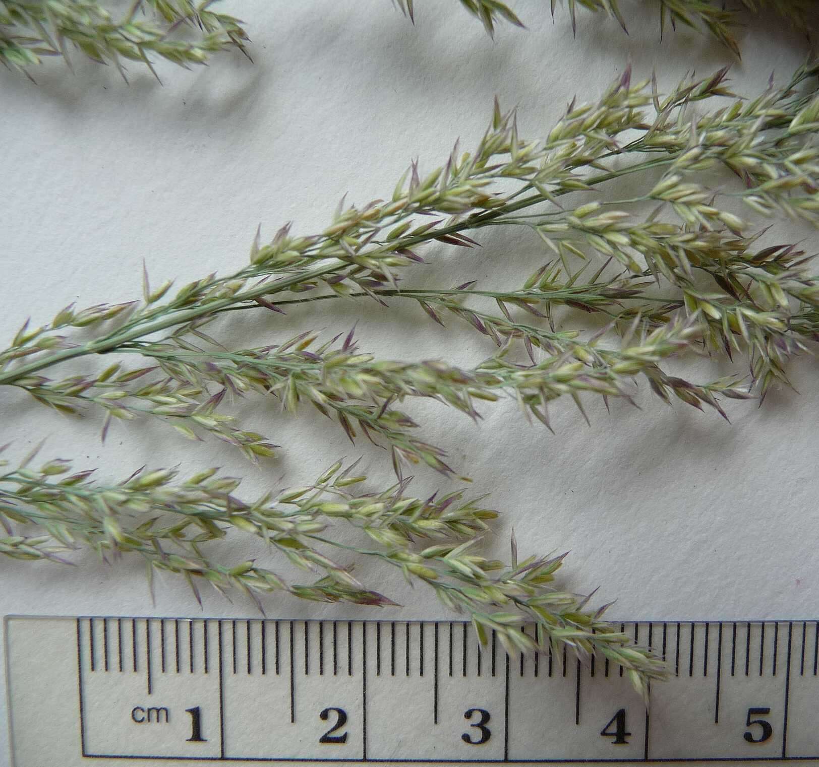 Image of Calamagrostis canadensis (Michx.) P. Beauv.