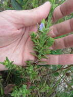 Imagem de Stemodia maritima L.