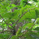 Sivun Polyscias nodosa (Blume) Seem. kuva