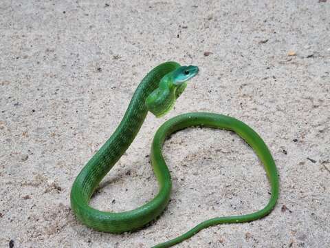 Chlorosoma viridissimum (Linnaeus 1758) resmi