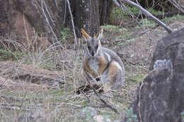 Image of Ring-tailed Rock Wallaby