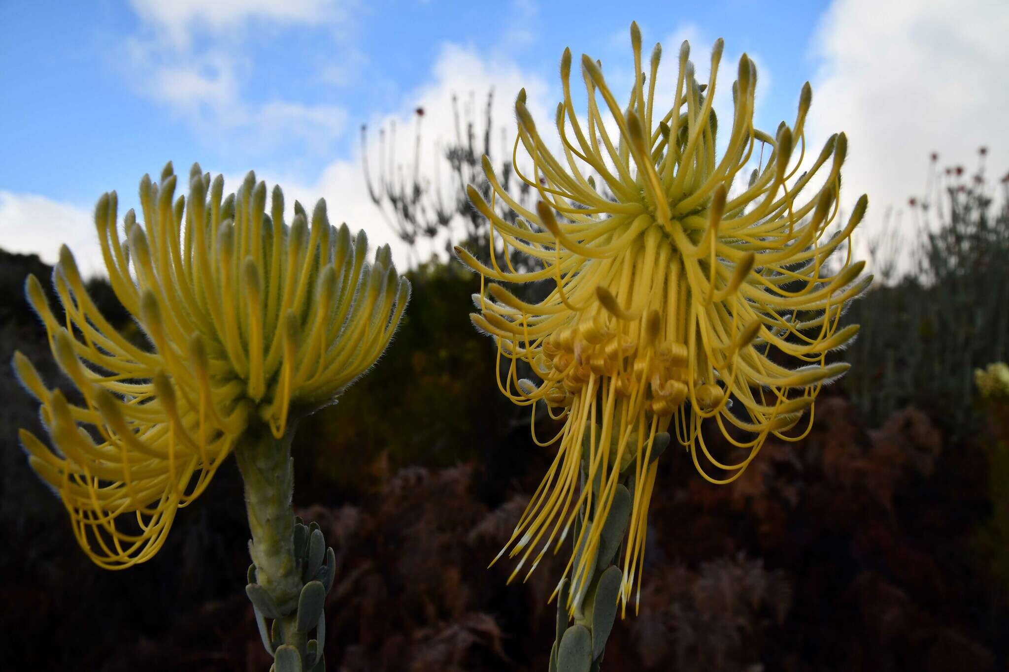 Image of Leucospermum reflexum var. luteum J. P. Rourke