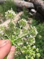 Ligusticum porteri Coult. & N. E. Rose resmi