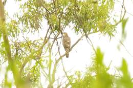 Image of Barred honey buzzard