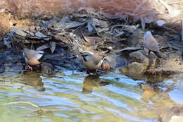 Image of Black-throated Finch