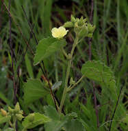 Sivun Pavonia elegans Garcke kuva