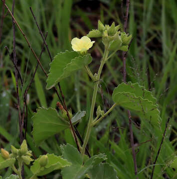 Image of Pavonia elegans Garcke