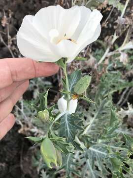 Image of Hawaiian prickly poppy