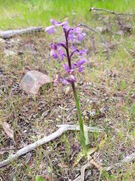 Image of Anacamptis morio subsp. picta (Loisel.) Jacquet & Scappat.