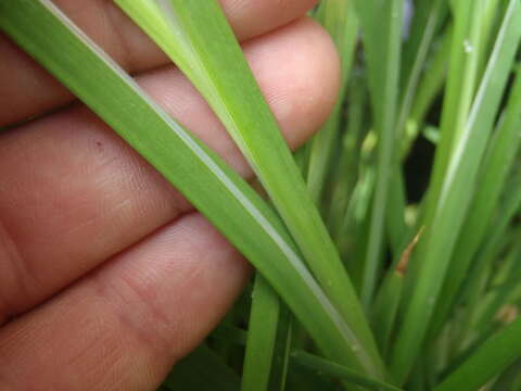 Imagem de Juncus saximontanus A. Nelson