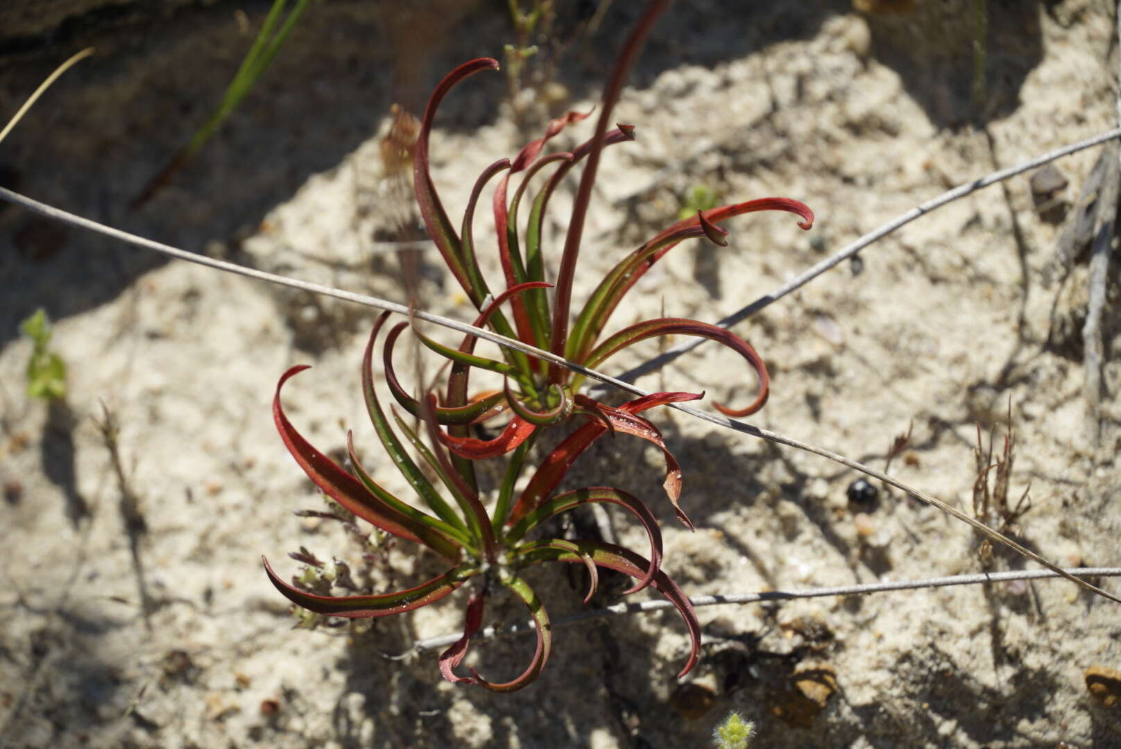 Chamaescilla spiralis (Endl.) F. Muell. resmi