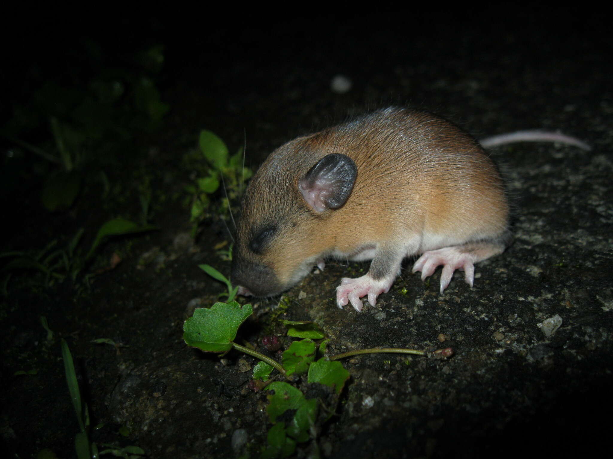 Image of Coxing's White-bellied Rat