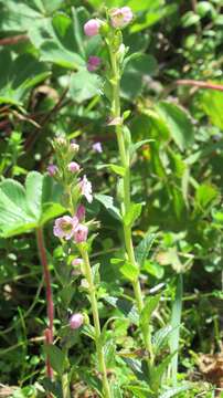 Image of Hedbergia abyssinica (Benth.) U. Molau