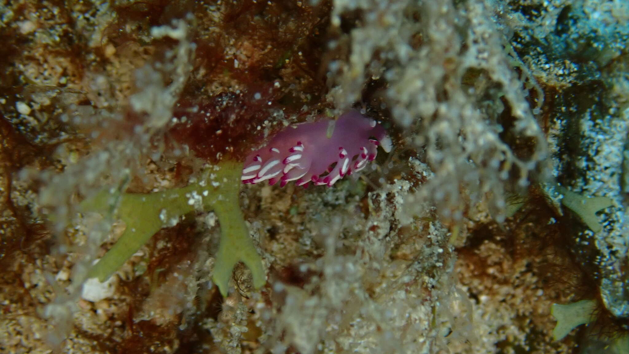 Image of Flabellina llerae Ortea 1989