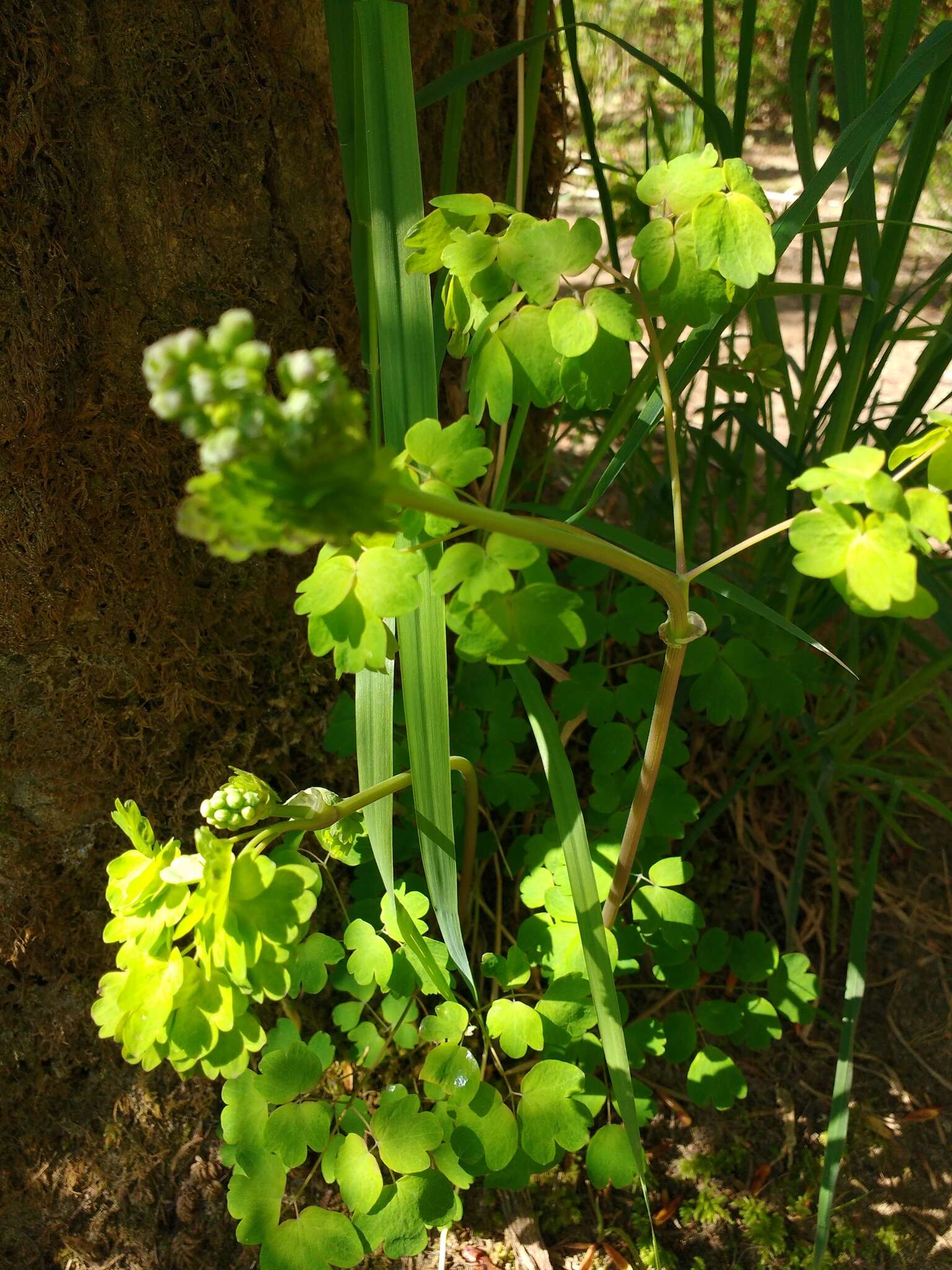 Слика од Thalictrum occidentale A. Gray