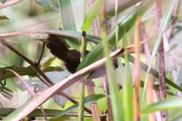 Image of Spot-necked Babbler