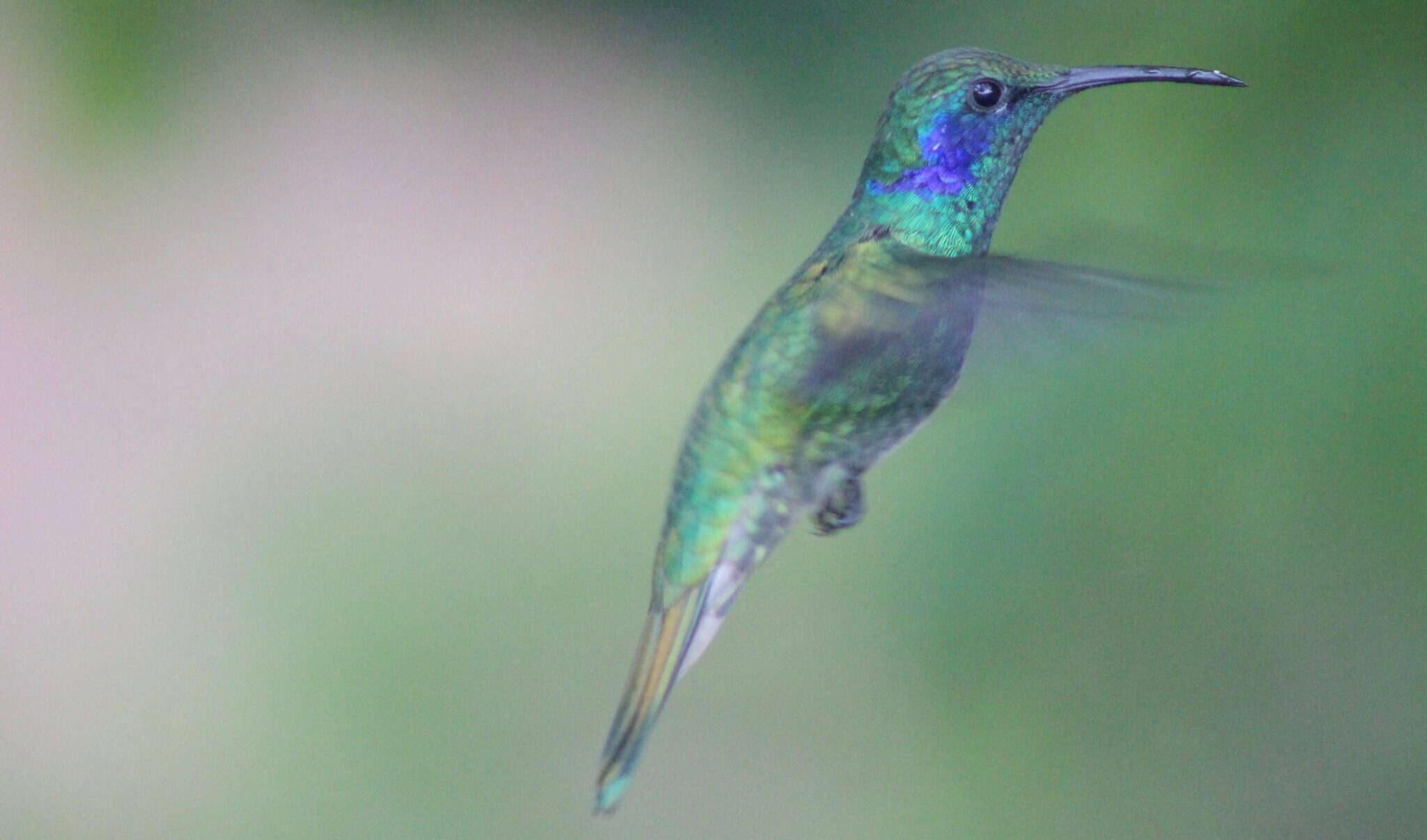 Image of Lesser Violetear