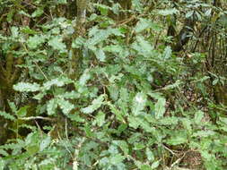 Image of Brown Oak