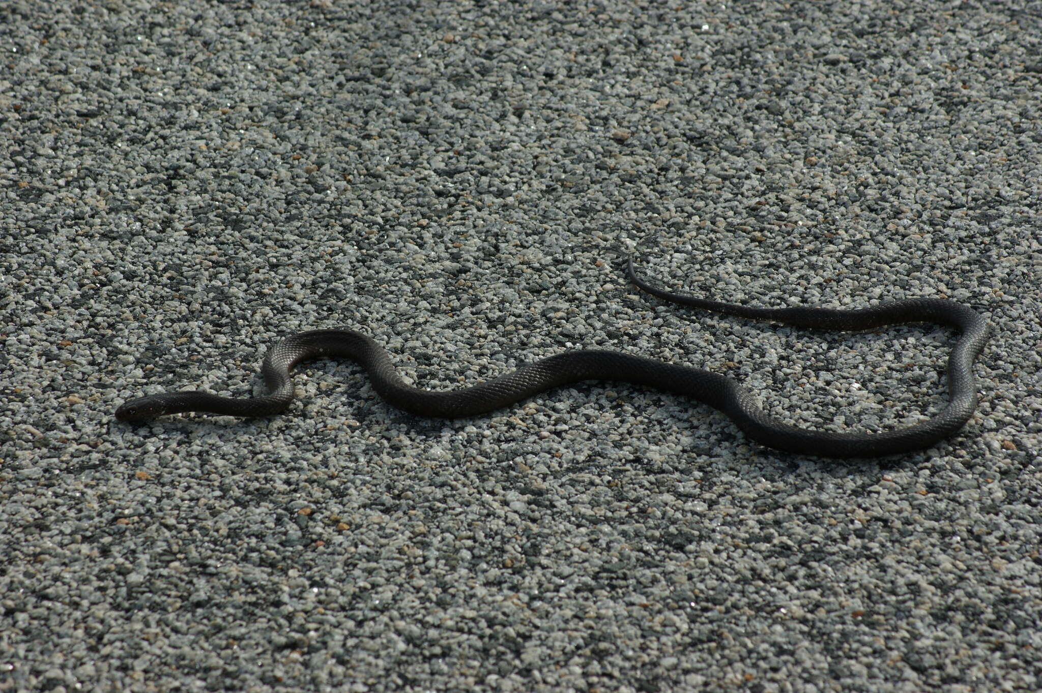 Image of Pseudonaja affinis exilis Storr 1989