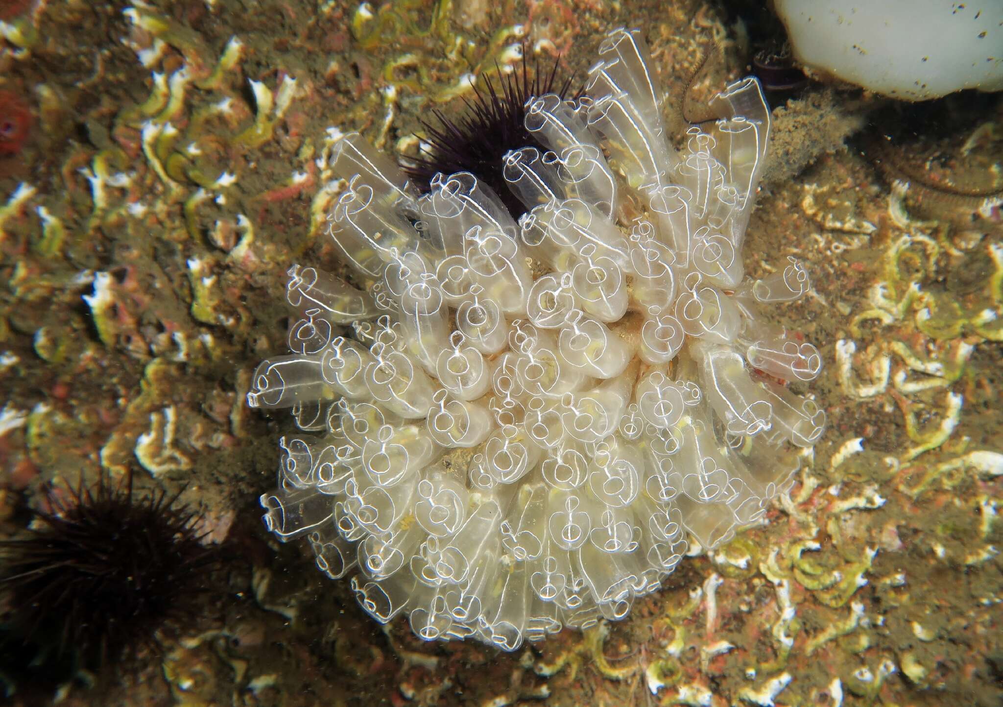 Image of Light-bulb sea squirt